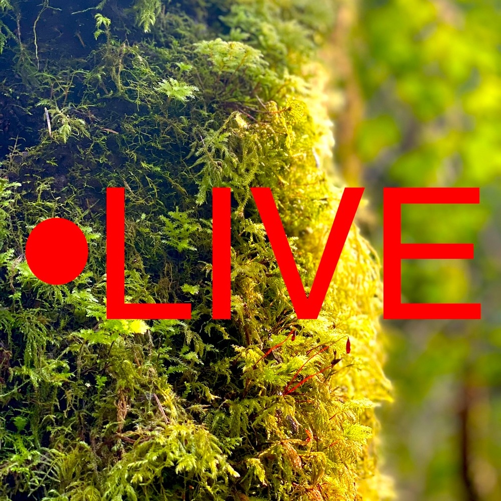 Like this listing to be notified when I go live ❤️